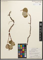 Foto von Salix reticulata L.